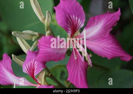 Bauhinia purpurea (Also called purple bauhinia, orchid tree, khairwal, karar) flower. In Indian traditional medicine, the leaves are used to treat cou Stock Photo