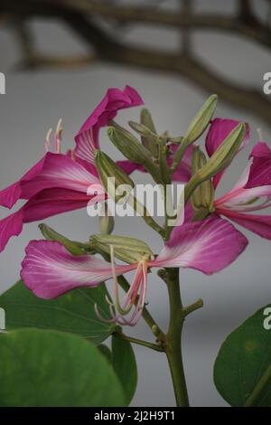 Bauhinia purpurea (Also called purple bauhinia, orchid tree, khairwal, karar) flower. In Indian traditional medicine, the leaves are used to treat cou Stock Photo