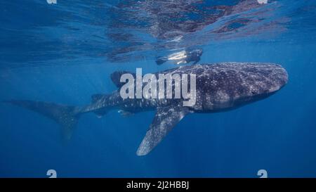 Mexico,ÊIslaÊMujeres, Woman swimming with whale sharkÊ Stock Photo