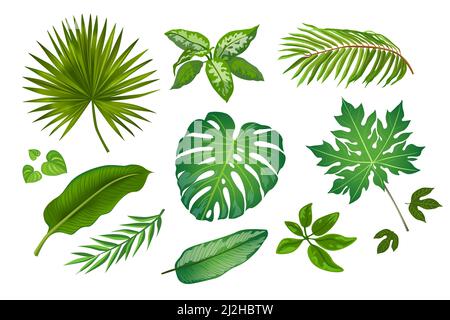 Tropic leaves in cartoon style illustrations set. Bright green exotic plants vector collection isolated on white background. Jungle foliage decoration Stock Vector
