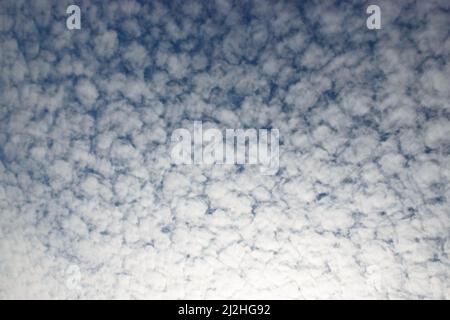 Blue sky with many altocumulus floccus translucidus tiny clouds. Stock Photo