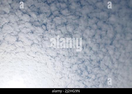 Blue sky with many altocumulus floccus translucidus small clouds. Stock Photo