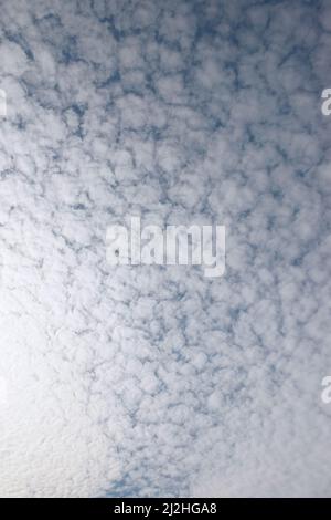 Blue sky with many altocumulus floccus translucidus small clouds. Stock Photo