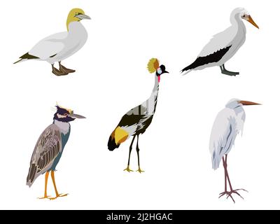 a group of birds on a white background Stock Vector
