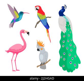 Bright tropical exotic birds cartoon vector illustration set. Pink flamingo, peacock, cockatoo and parrot sitting on branches isolated on white backgr Stock Vector