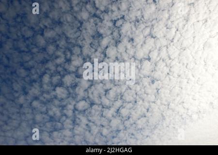 Blue sky with many altocumulus floccus translucidus small clouds. Stock Photo