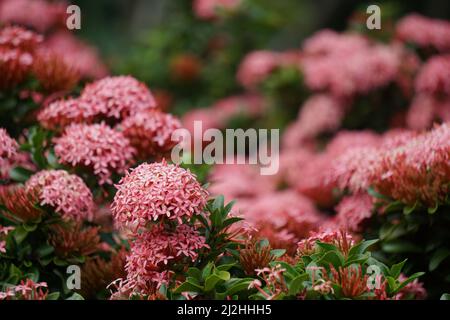 West Indian jasmine (also called ixora, jungle flame, jungle geranium, cruz de Malta) with a natural background Stock Photo