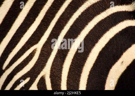 Warm black and white zebra skin texture. Abstract animals and nature Stock Photo