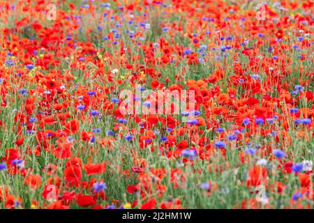 Red poppies and cornflowers on a green field in Tuscany (Selective Focus) Stock Photo