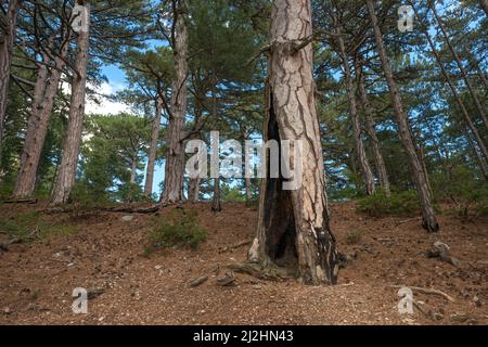 Closeup pine trunk with burnt hollow in forest  of nature reserve on Ai-Petri mountain slope, Crimea, Russia. Stock Photo
