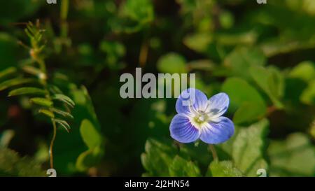 Close up of  small flower. (Veronica Arvensis) Corn Speedwell. Common Speedwell. Stock Photo