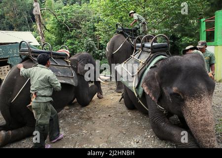 Rangers preparing elephants for a tourism ride in Tangkahan near the border of Gunung Leuser National Park in North Sumatra, Indonesia. King of Srivijaya possesed 'a thousand of elephants,' according to the 8th century letters that were believed to be sent by a maharaja (king of kings) of Srivijaya to the Caliph of Damascus, as analised by SQ Fatimi and published by Islamic Research Institute, International Islamic University, Islamabad (1963). Arab writer Ibn Sa'id (13th century), as quoted by K.A. Nilakanta Sastri of University of Madras in 1940, also wrote that 'The isles of the Maharaja... Stock Photo