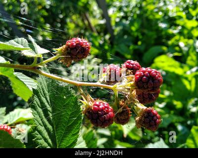 Unripe blackberry in sunlight in the morning.  Blackberry blossom. Green, pink, orange, white colours. Nectar. Healthy food. Floral desktop background Stock Photo