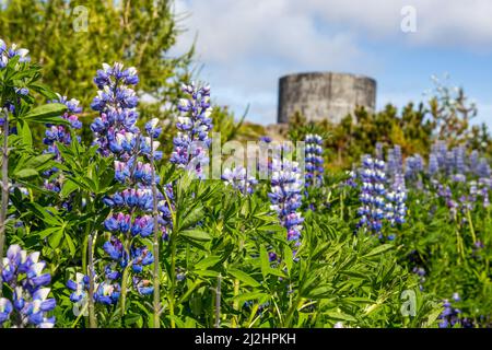 A closeup shot of the subalpine lupine flowers growing in the field in Iceland Stock Photo