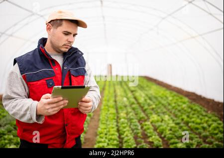 At a greenhouse, a smart young farmer uses a tablet to monitor the quality and quantity of an organic hydroponic vegetable garden. Stock Photo