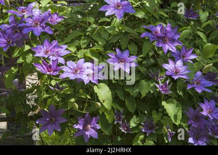 Many flowers on blooming Clematis shrub in the garden shadow. Stock Photo