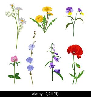 Field flowers vector illustrations set. Collection of meadow flowers, yellow dandelions, Echinacea, daisies or chamomiles, poppies, bells isolated on Stock Vector