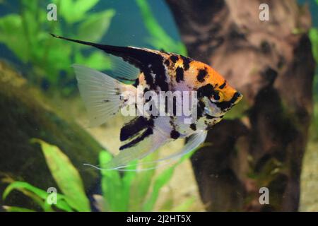Koi Angelfish (Pterophyllum scalare) isolated in tank fish with blurred background. Freshwater angelfish, Pterophyllum scalare are one of the most pop Stock Photo