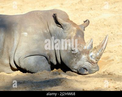 Closeup white rhinoceros or square-lipped rhinoceros (Ceratotherium simum) sleeping on sand Stock Photo