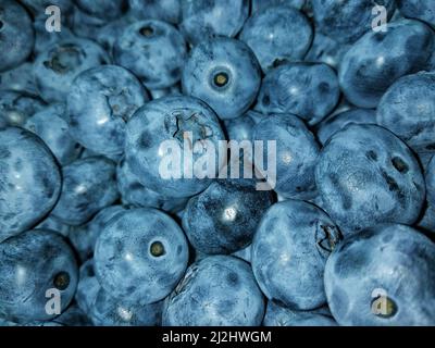 Bilberry, blue huckleberry, tall huckleberry, swamp huckleberry, high blueberry, and swamp blueberry. Food desktop background. Bog bilberry, bog blueb Stock Photo