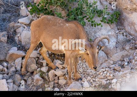 Arabian Tahr (Arabitragus jayakari) male walking on rocks rocks in the middle east mountains on Jebal Hafeet. Stock Photo