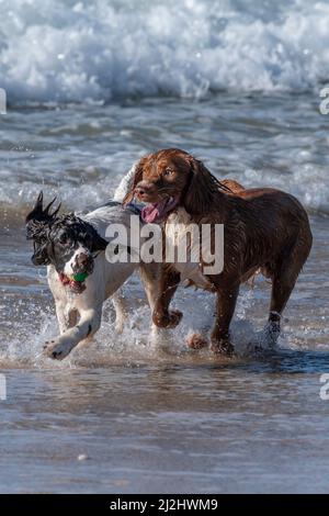 Two Sprocker Spaniel dogs playing in the sea at Fistral Beach in Newquay in Cornwall in the UK. Stock Photo