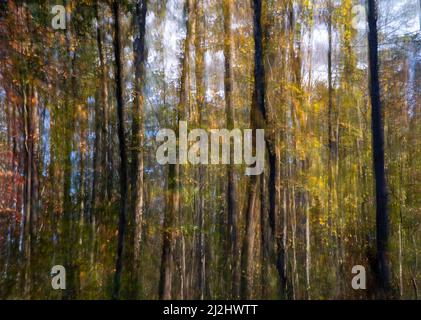 Abstract impressionist woodland nature background and blue sky Stock Photo