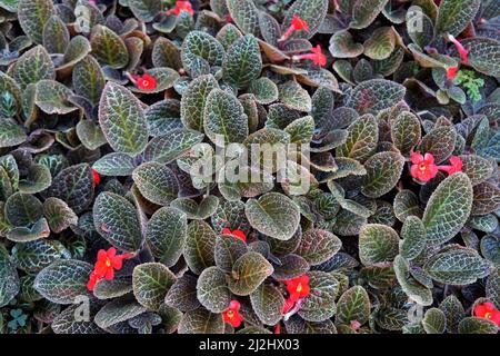 Flame violet flowers (Episcia cupreata) on garden Stock Photo