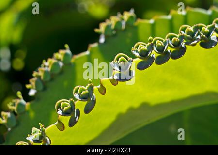 Devil’s backbone, Mother of thousands, Alligator plant, or Mexican hat plant (Bryophyllum daigremontianum) Stock Photo