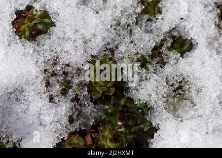 Houseleek (Sempervivum) partially covered by melting snow in a Dutch garden. winter weather. Stock Photo