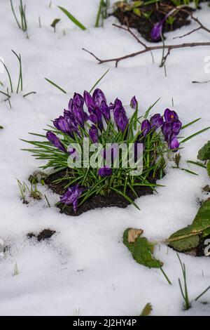 Spring purple crocuses in the garden covered with snow Stock Photo