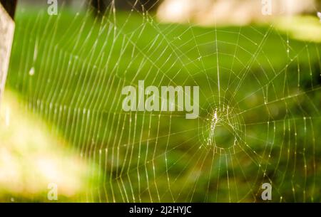 Cobweb on a background of green lawn. Stock Photo