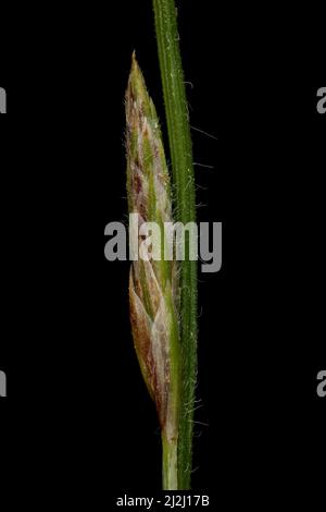 Hairy Sedge (Carex hirta). Male Spike Closeup Stock Photo