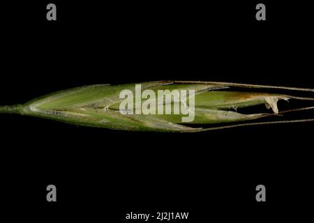 Giant Fescue (Lolium giganteum). Spikelet Closeup Excluding Awns Stock Photo