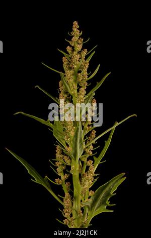 Oak-Leaved Goosefoot (Oxybasis glauca). Inflorescence Closeup Stock Photo