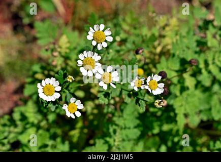 Chamomile flowers (Matricaria chamomilla or Matricaria recutita) Stock Photo