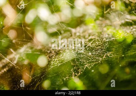 Cobweb on a background of green lawn. Stock Photo