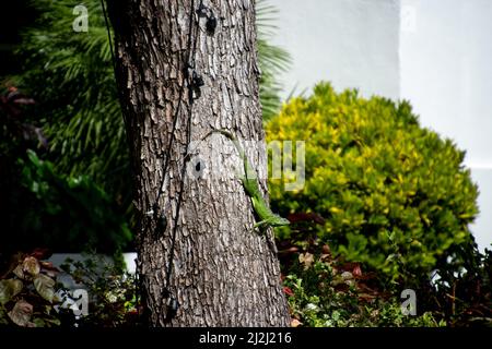 An iguana hanging on a tree in Key West, Florida Stock Photo