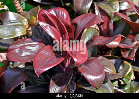 Ornamental plant with purple leaves (Cordyline compacta) Stock Photo