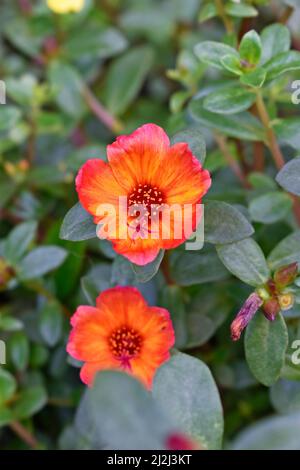 Moss rose or moss-rose purslane flowers (Portulaca grandiflora) Stock Photo
