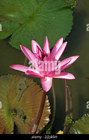 Pink water lily (Nymphaea pubescens) on lake Stock Photo