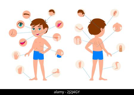 Body parts of little cartoon boy vector illustrations set. Cute kid anatomy chart showing hair, head, face, hand, finger of character isolated on whit Stock Vector