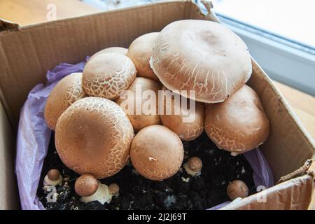 growing mushrooms champignon at home, from mycelium in a cardboard box Stock Photo