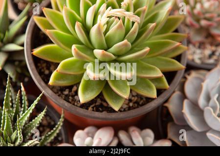 Succulents rosettes in pots, top view. Composition of colorful varieties of echeveria and haworthia plants. Succulent background for post, screensaver Stock Photo