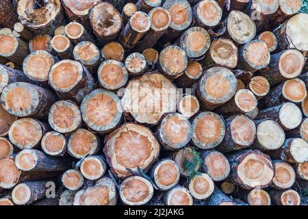 Wall of the pile stacked natural sawn wooden logs Stock Photo