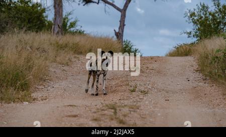 Wild dog at the Klaserie Private Nature Reserve part of the Kruger national park in South Africa. wild dog safari animals Stock Photo