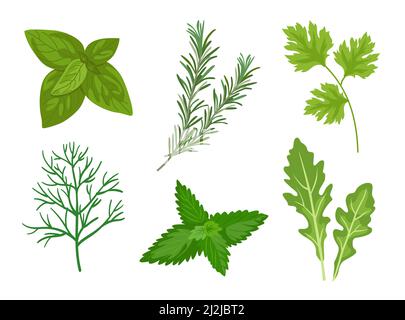 Different herbs and leaves vector illustrations set. Collection of spicy herbal plants, parsley, rosemary, coriander, oregano, mint on white backgroun Stock Vector