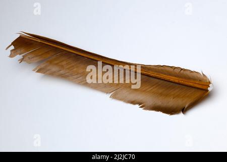 Biot feather Stock Photo