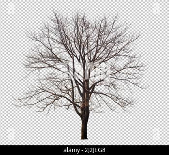 Tree without leaf on transparent background picture with clippings, leafless tree or death tree cut out from original background and selected for easy Stock Photo