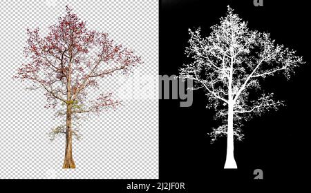 Red color flower tree on transparent picture background with clippings path, alpha channel in picture for easy selection and brush design Stock Photo